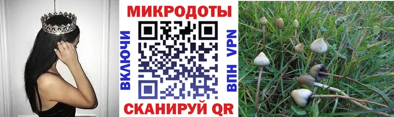 Галлюциногенные грибы Psilocybe  Агрыз 